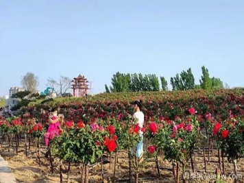 濰坊昌樂(lè )：西湖月季盛放期，五一假期花海來(lái)襲