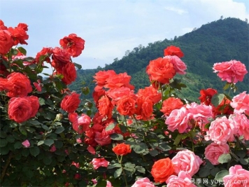 南陽(yáng)市月季國家林木種質(zhì)資源庫成立，打造南陽(yáng)月季甲天下
