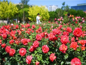 月季花黑斑病如何防治呢？