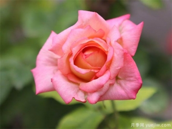 ?月季花在室內可以養活嗎？