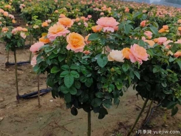 月季夏天澆水的正確方式是什么？