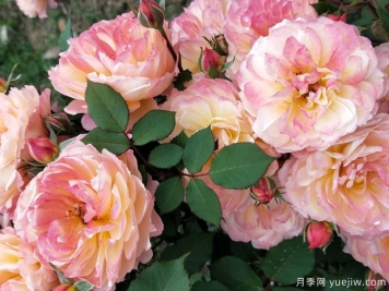 安德烈杜嘉德月季的優(yōu)缺點(diǎn)是什么？