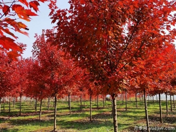 美國紅楓和日本紅楓的區別？哪個(gè)好？