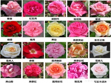 北京園科院自育月季萬(wàn)里挑一，提升北京城的氣質(zhì)與顏值