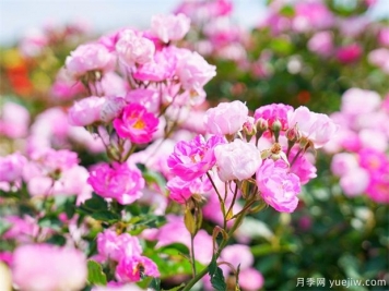 現代城市廣場(chǎng)綠化設計和植物配置
