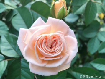 四個(gè)丘比特月季優(yōu)缺點(diǎn)分享