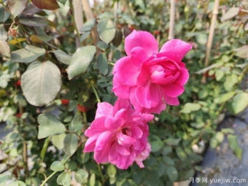 藤本月季大游行的優(yōu)缺點(diǎn)是什么？