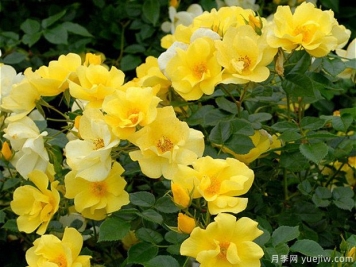 檸檬酒月季的優(yōu)缺點(diǎn)是什么？