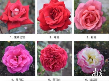 東莞植物園83個(gè)月季花品種盛放，教你如何種月季