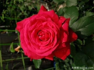 亞力克紅月季，香味濃郁花大花美