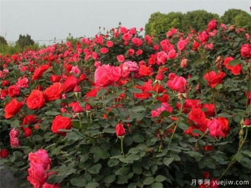 葫蘆島月季市花文化和景觀(guān)圖集
