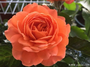 土星王陽(yáng)臺月季