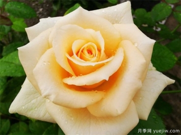 昆明斗南市場(chǎng)熱銷(xiāo)的十大切花玫瑰有哪些？