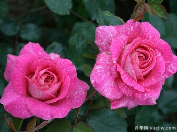 滿(mǎn)天銀星月季