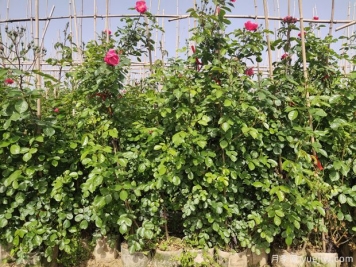 月季的2個(gè)繁殖方法是什么？