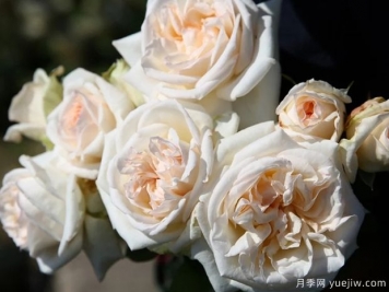 插花月季怎么延長(cháng)存活時(shí)間？