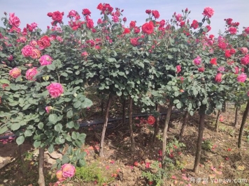 南陽(yáng)內鄉月季村收入近億元，種植樹(shù)狀月季走上快車(chē)道