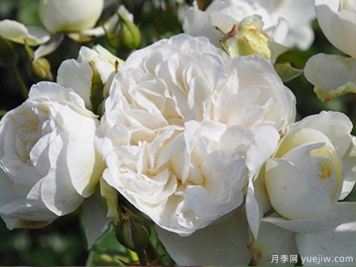 三位一體月季的優(yōu)缺點(diǎn)是什么？