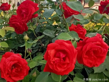 阿克蘇月季市花文化和景觀(guān)圖集