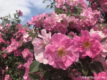 奎屯玫瑰市花文化和月季景觀(guān)