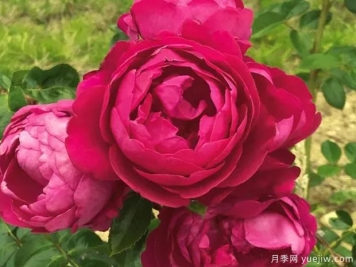 鈴兒響叮當月季