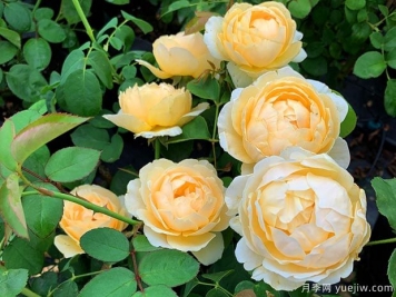推薦6個(gè)藤本月季品種，一年長(cháng)成花墻，四季花開(kāi)不斷