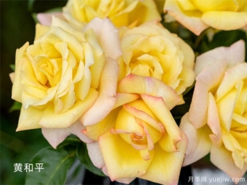 月季花事知多少？