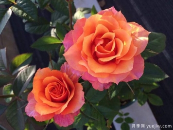 艾帕索，適合新手的微月，小陽(yáng)臺也能輕松開(kāi)爆盆