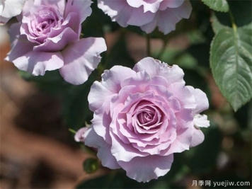 蜻蜓月季，喜歡紫色花必須入手