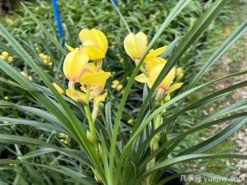 蘭花常見(jiàn)病害喲哪些？如何識別與防治？