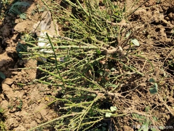月季裸根苗什么時(shí)間采購種植合適？