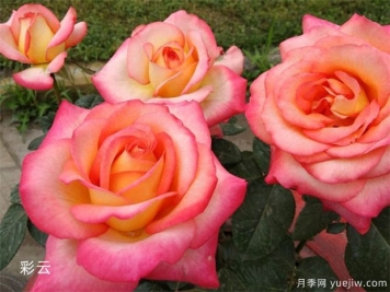 大花月季均價(jià)大概多少錢(qián)一株？