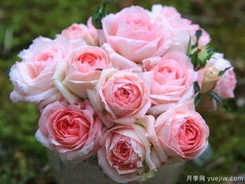 月季夏花丑，這4個(gè)品種試試，夏花美比春花