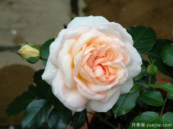 瑪麗安托瓦內特月季/瑪麗皇后月季