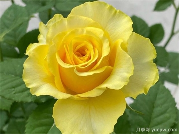 就是她，集優(yōu)點(diǎn)于一身的貝殼月季