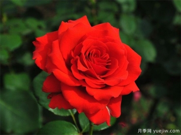 月季花移栽時(shí)間什么時(shí)候合適？