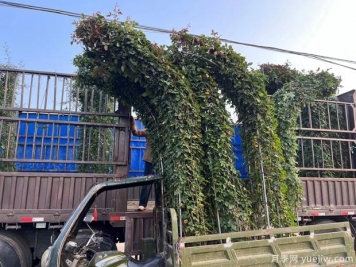 大型造型拱門(mén)月季紅色景點(diǎn)花廊