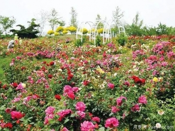 錦州月季市花文化和景觀(guān)圖集