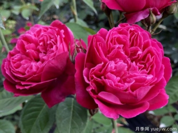 古老月季推薦，紫燕飛舞月季