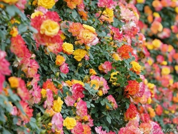 推薦15種藤本月季，長(cháng)勢旺花量大，適合打造花墻