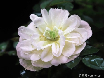超微月季推薦，雪姬月季