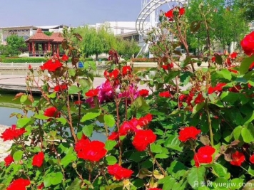 淄博月季市花文化和景觀(guān)圖集