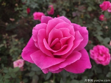 青島西海岸：花卉市場(chǎng)尋春色 賞花買(mǎi)花年味濃