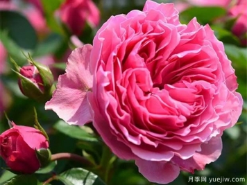 月季怎樣換盆？月季花換盆辦法