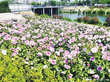 膠州月季市花文化和景觀(guān)圖集