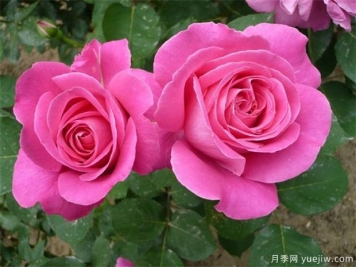 平度月季市花文化和景觀(guān)圖集