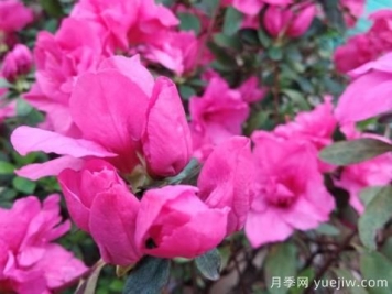  如何把杜鵑花養好？做好四點(diǎn)，花開(kāi)熱情四季可賞