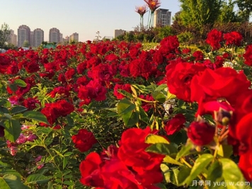 阜陽(yáng)月季市花文化和景觀(guān)圖集