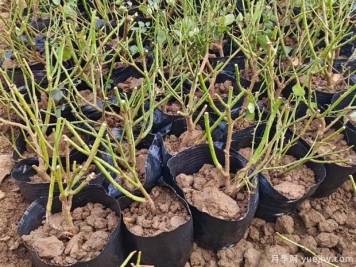 裸根月季與盆栽月季的區別？裸根月季苗的種植方法