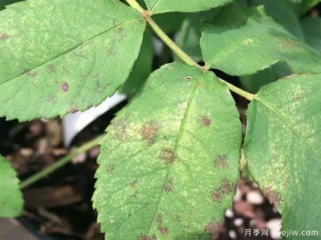 月季缺水形成的黃葉黑斑和黑斑病害，如何進(jìn)行區別？